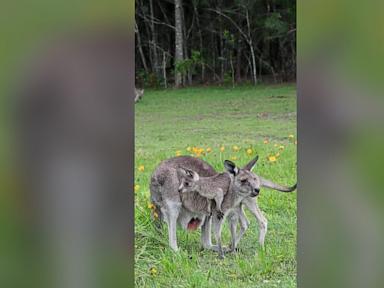 WATCH:  Playful baby kangaroo climbs all over its mom