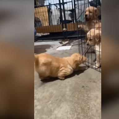 Golden retriever puppy Cow was born without a paw but “doesn’t let it stop her,” her owner said.