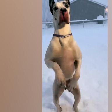 This pup in North East, Pennsylvania, is living his best life in the snow.