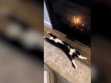 WATCH:  How 1 cat keeps warm during the winter