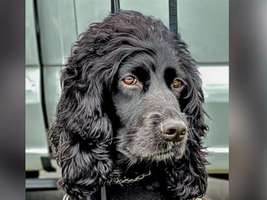 WATCH:  Meet the dogs featured in the 2025 TSA 'Canine Calendar’