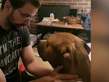 WATCH:  Foster dog gets emotional pep talk about visiting shelter to meet family's new foster