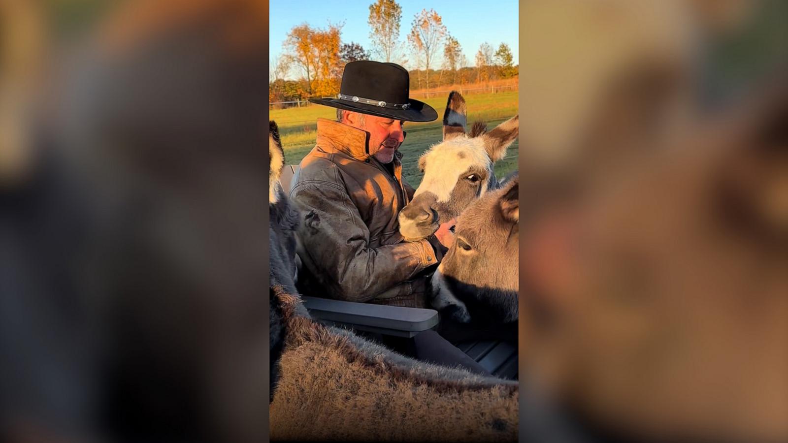 Watch as the donkeys enjoy soothing pets and a heartfelt lullaby from their caretaker.