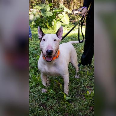 Frank Spina recounts how the bull terrier is now a new member of his family.