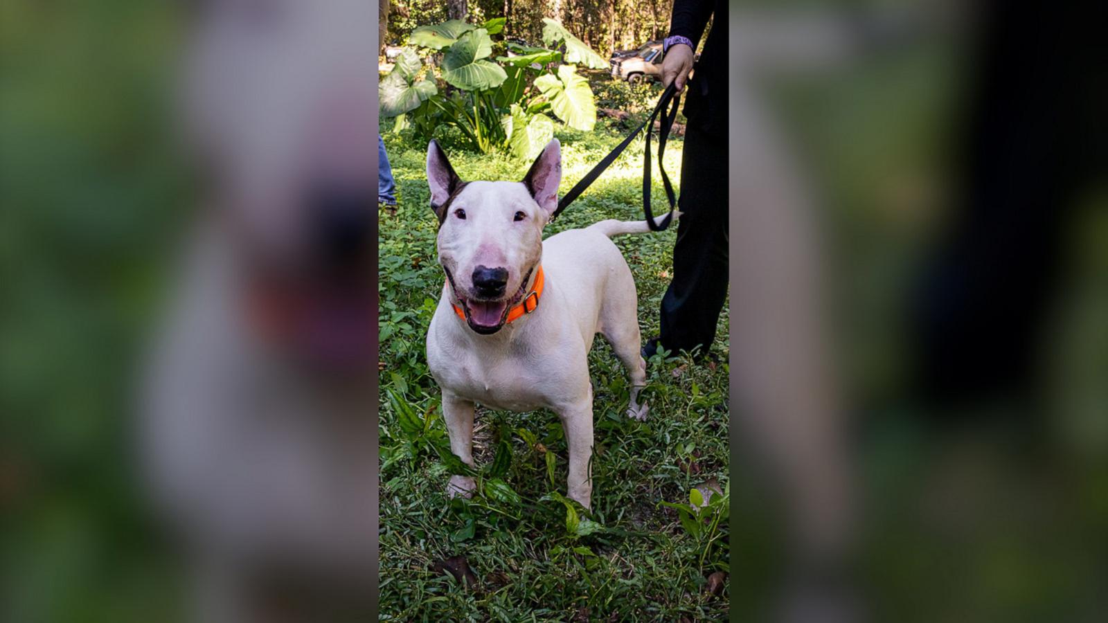 Frank Spina recounts how the bull terrier is now a new member of his family.