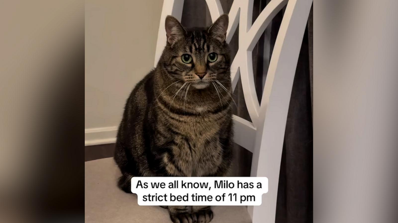 VIDEO: Cat enforces strict family bedtime routine at 11 pm