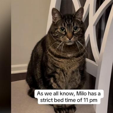 VIDEO: Cat enforces strict family bedtime routine at 11 pm