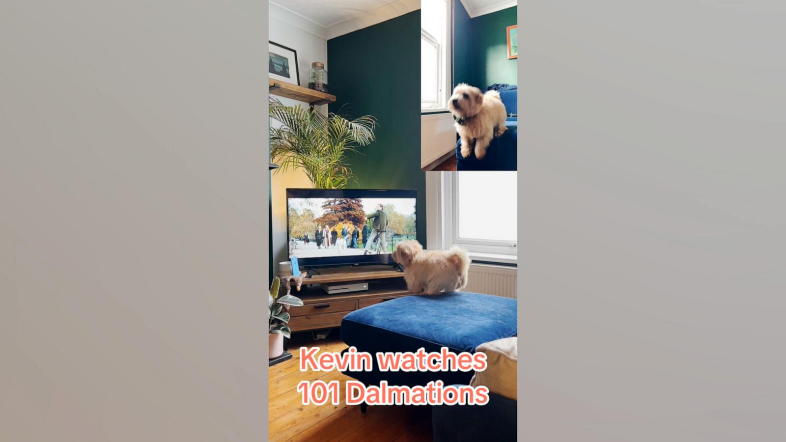 VIDEO: This dog is very invested in 'One Hundred and One Dalmatians'