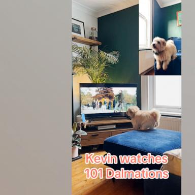 VIDEO: This dog is very invested in 'One Hundred and One Dalmatians'