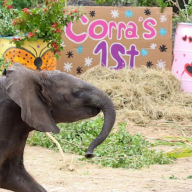 Corra, the youngest African elephant at Disney's Animal Kingdom, celebrated her first birthday with some sweet treats.