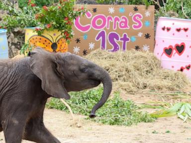 WATCH:  Watch Disney's baby elephant celebrate her 1st birthday