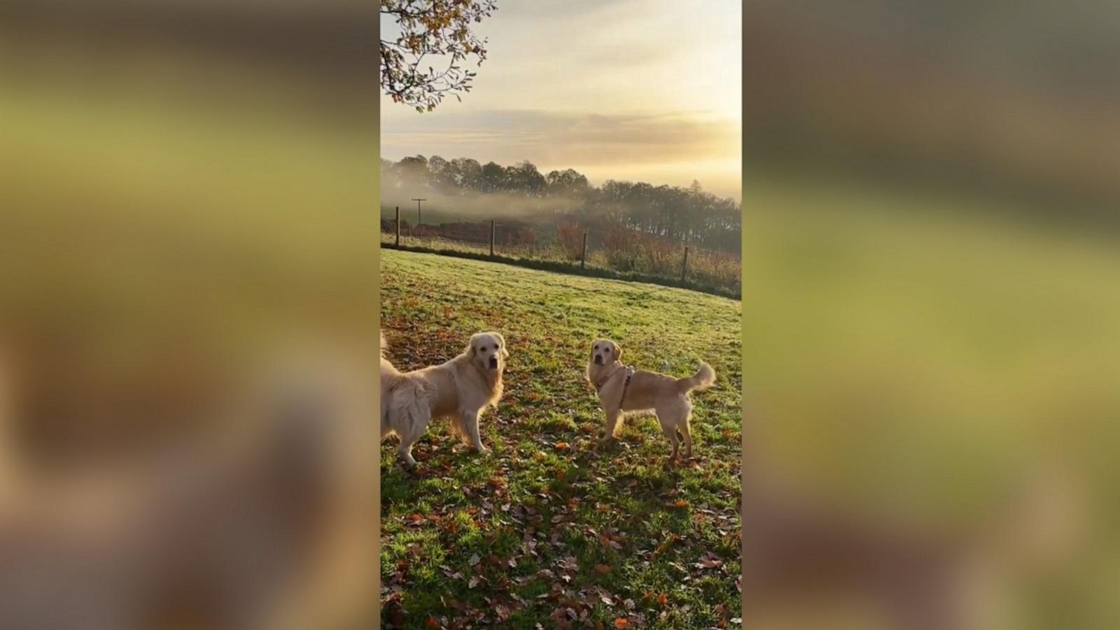 VIDEO: POV: Your dog becomes best friends with your Airbnb host’s