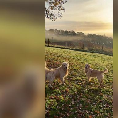 VIDEO: POV: Your dog becomes best friends with your Airbnb host’s 