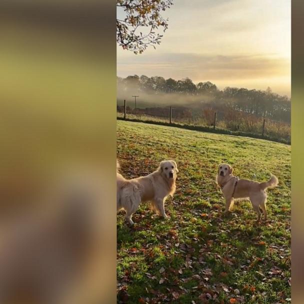 POV: Your dog becomes best friends with your Airbnb host's dog 