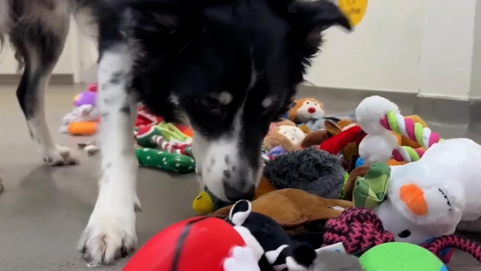 The pups at Dogs Trust Ireland were in for a Christmas treat with all the gifts donated for "Santa Paws Day."