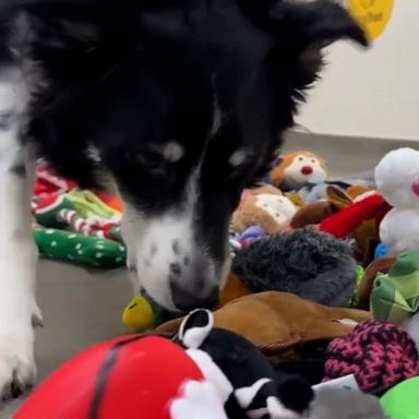 The pups at Dogs Trust Ireland were in for a Christmas treat with all the gifts donated for "Santa Paws Day."