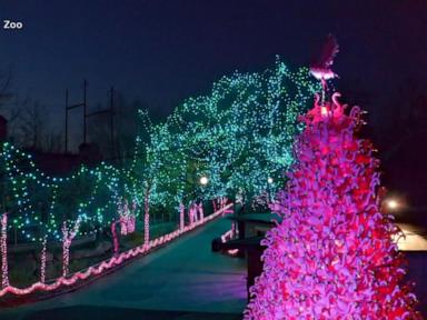 WATCH:  Philadelphia Zoo lights up for the holidays