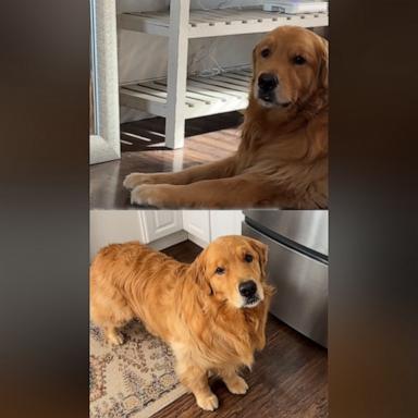 VIDEO: Golden retriever’s mom thinks he can understand English, and the evidence is convincing