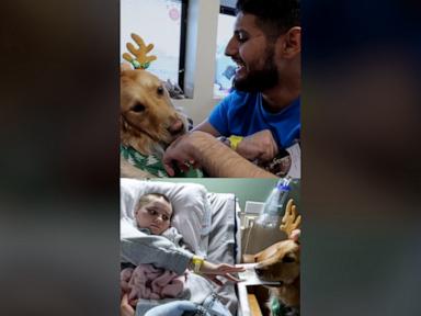 WATCH:  Adorable golden retriever therapy dog brings holiday cheer to Houston hospital