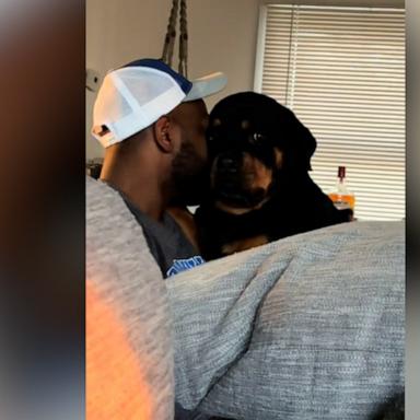 VIDEO: Rottweiler can’t get enough cuddle time with her dad