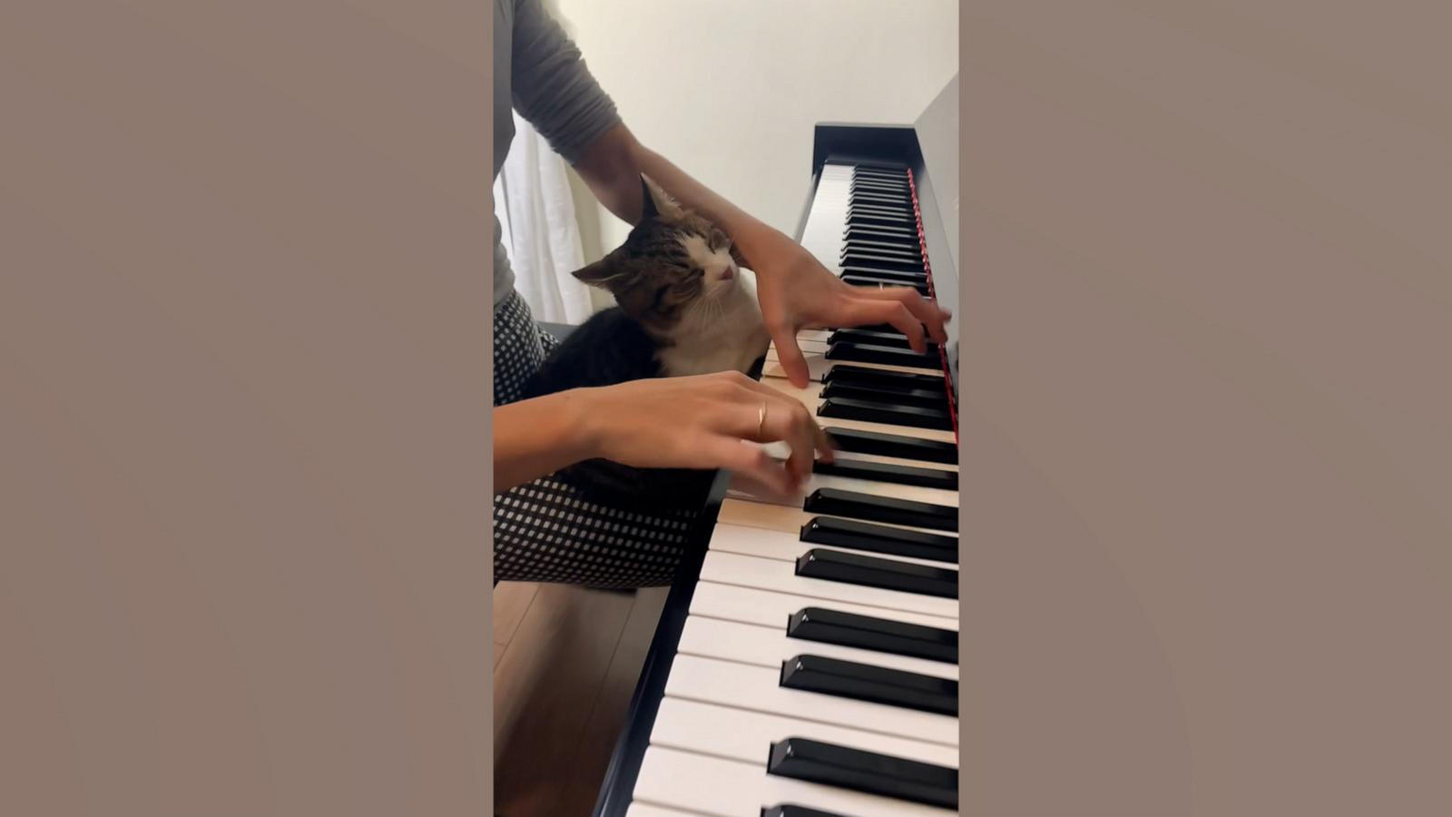 This cat is entranced by her owner's piano talent
