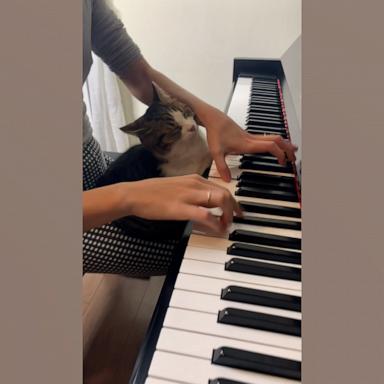 This cat is entranced by her owner's piano talent