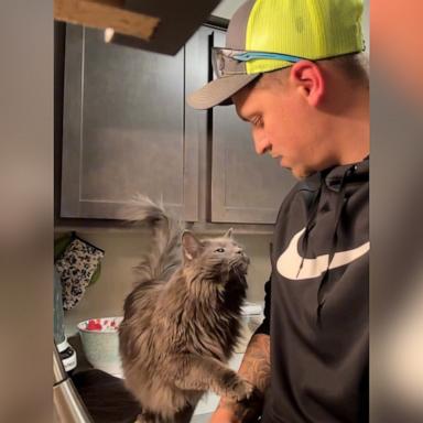 VIDEO: Affectionate cat loves to snuggle dad while he does the dishes