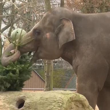 VIDEO: Christmas for elephants at Berlin zoo