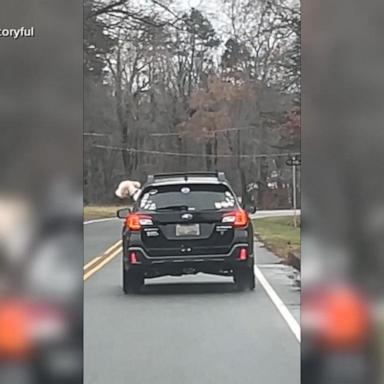 VIDEO: Dog catches the ‘zoomies’ while in the car