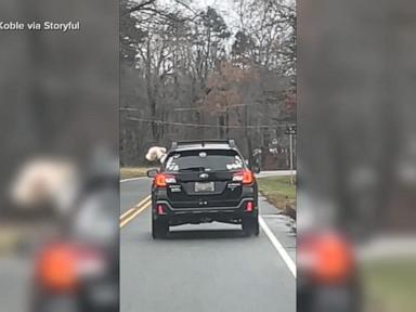 WATCH:  Dog catches the ‘zoomies’ while in the car