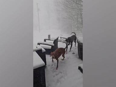 WATCH:  These dogs are thinking twice about being outside in the snow