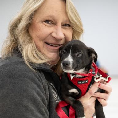 VIDEO: Rescue group saves 75 stray dogs and cats in Puerto Rico amid blackout 