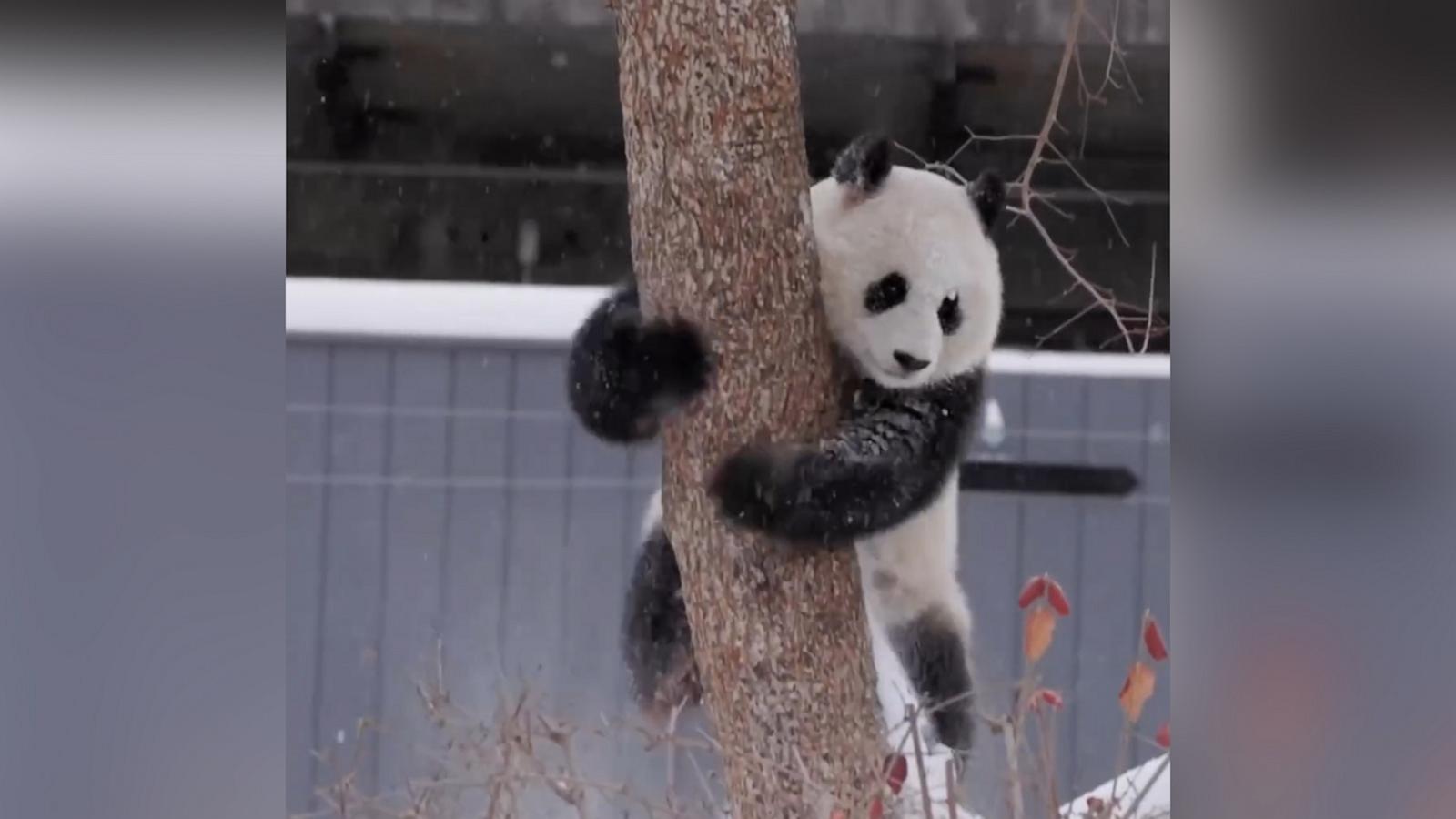 Bao Li and Qing Bao are loving the snow in Washington, D.C., ahead of their public debut. Visitors are invited to meet the bears at the zoo on Jan. 24.