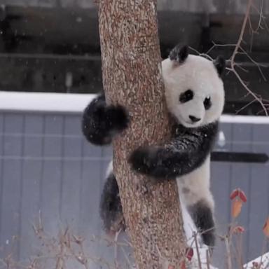 Bao Li and Qing Bao are loving the snow in Washington, D.C., ahead of their public debut. Visitors are invited to meet the bears at the zoo on Jan. 24.