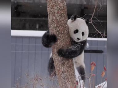 WATCH:  Adorable giant pandas enjoy snow day at their new home, the Smithsonian National Zoo