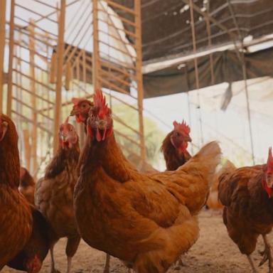 VIDEO: 1st confirmed human death from bird flu in US