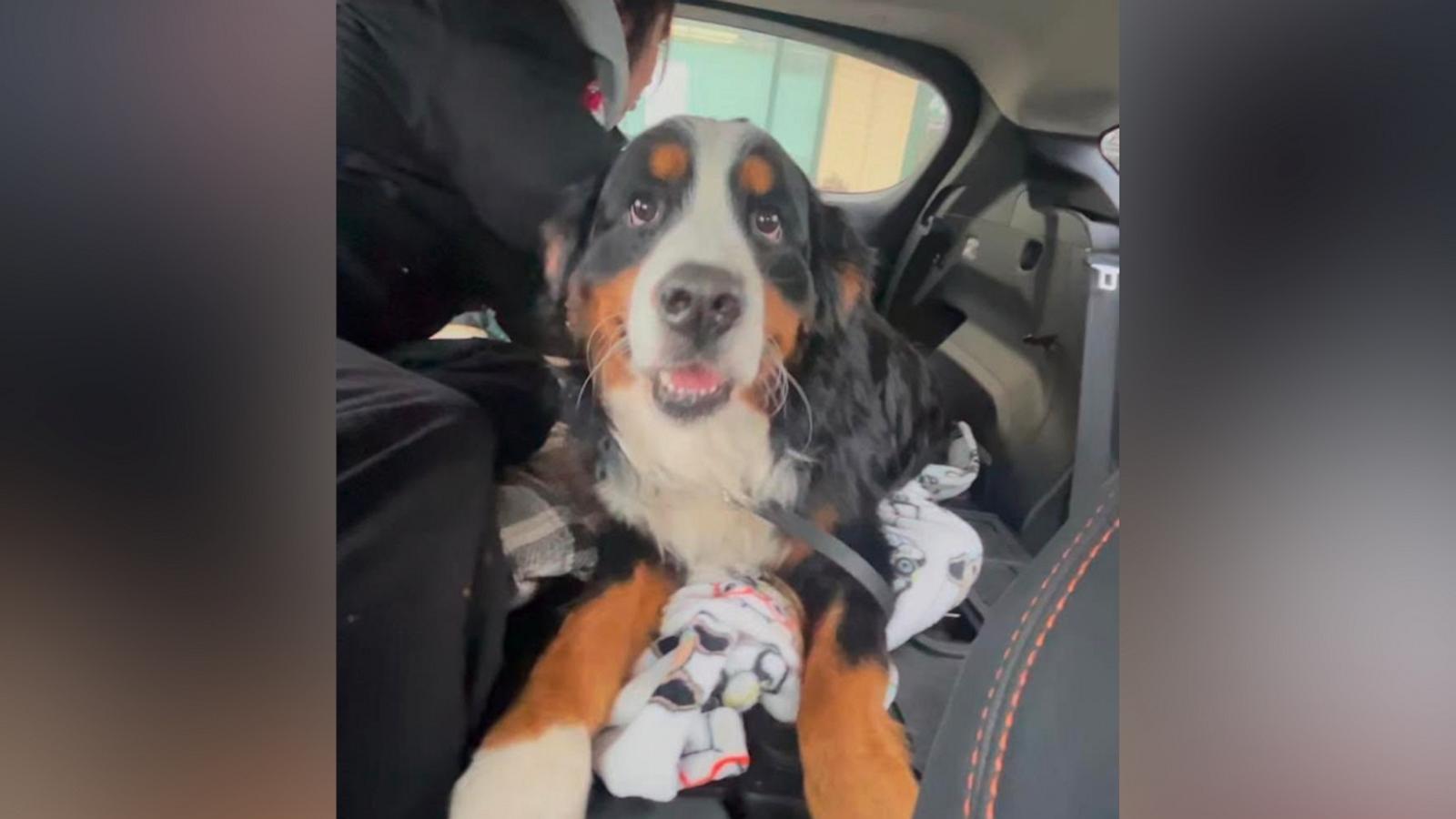 "You know how they say 'boys don't cry?' I couldn't hold it in," the dog's owner David Nowak told "Good Morning America," after finding his dog, who had been lost for a week.