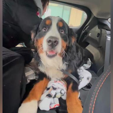 "You know how they say 'boys don't cry?' I couldn't hold it in," the dog's owner David Nowak told "Good Morning America," after finding his dog, who had been lost for a week.