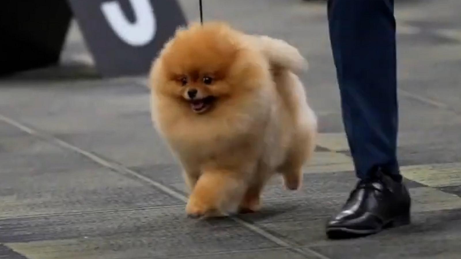 Dogs of all shapes, sizes, and breeds put their best paw forward at the Great American Dog Show in Tinley Park, Illinois.