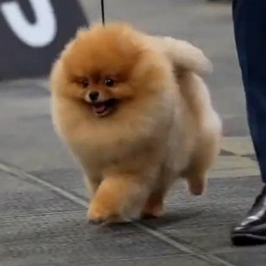 Dogs of all shapes, sizes, and breeds put their best paw forward at the Great American Dog Show in Tinley Park, Illinois.