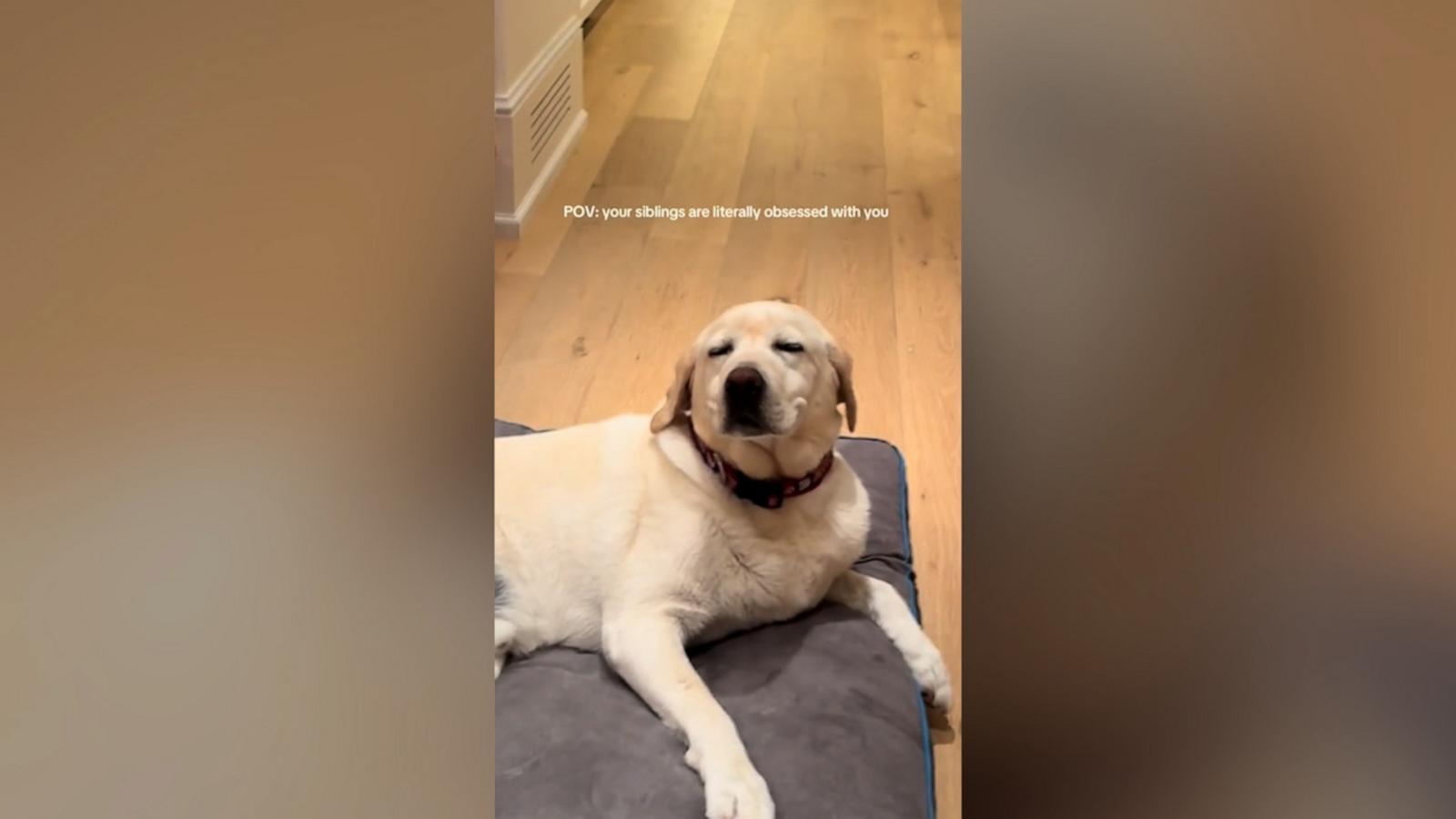 Finy the yellow lab loves a good nap. But he loves to get hyped up even more.