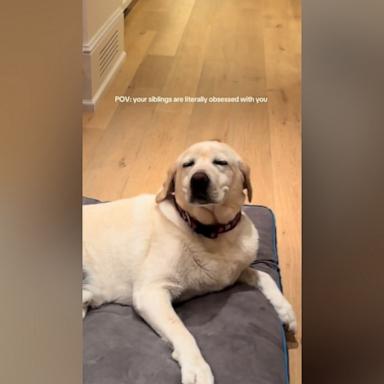 Finy the yellow lab loves a good nap. But he loves to get hyped up even more.