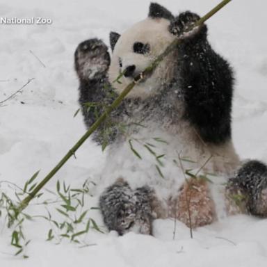 VIDEO: Giant pandas ready for debut at National Zoo