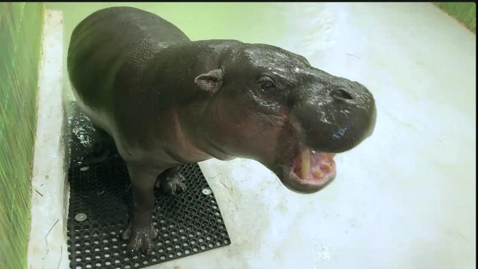 VIDEO: Viral pygmy hippo Poppy joins 'GMA'