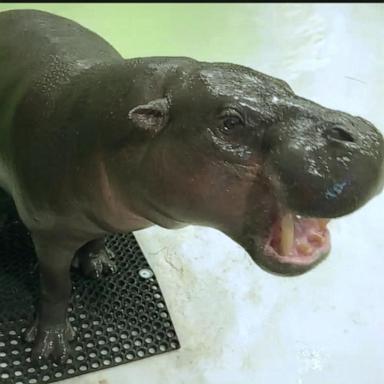 VIDEO: Viral pygmy hippo Poppy joins 'GMA'