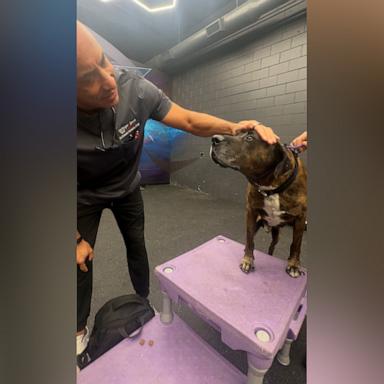 Dr. Kwane Stewart examines Max the dog, who went viral after "World News Tonight" filmed him looking to a firefighter for help. Stewart shares tips for easing animals' anxiety during stressful events.