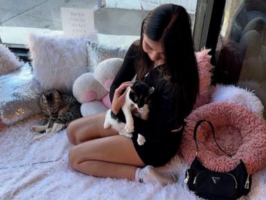 WATCH:  LA cat cafe offers free cuddle sessions for anyone impacted by fires