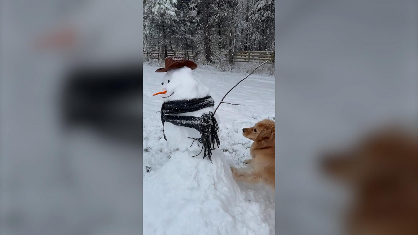 VIDEO: Dog meets her 1st snowman