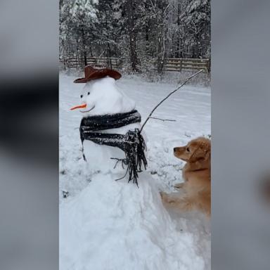 VIDEO: Dog meets her 1st snowman 