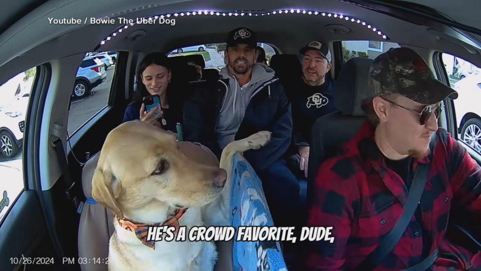 VIDEO: ‘Uber Dog’ makes passengers smile in Colorado